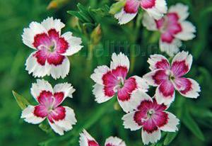 Dianthus deltoides 'Arctic Fire'