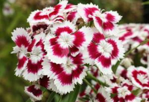 Dianthus Sweetness 30 Seeds Beautiful Variety,Evergreen,Compact,Sweet Scent 