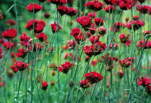 Dianthus cruentus