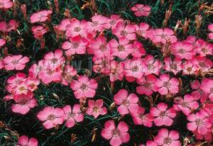 Dianthus pavonius