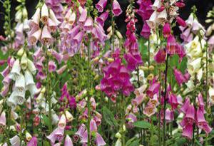 Digitalis purpurea 'Excelsior Hybrids'