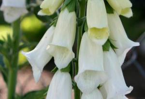 Digitalis pupurea 'Alba'