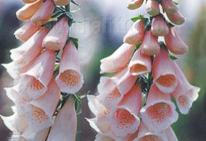 Digitalis purpurea 'Sutton's Apricot'