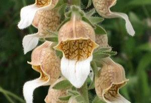 Digitalis lanata 'Cafe Creme'