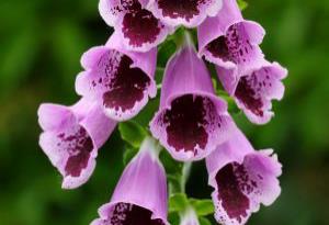 Digitalis purpurea 'Sugar Plum'