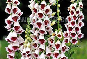 Digitalis purpurea 'Pam's Choice'