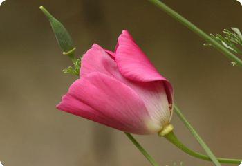 drought tolerant flowers