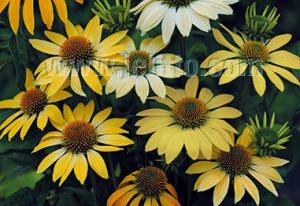 Echinacea purpurea 'Mellow Yellows'