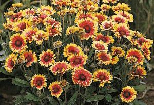 Gaillardia aristata 'Goblin'