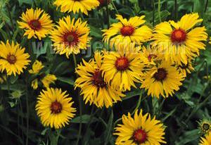 Gaillardia aristata 'Amber Wheels'