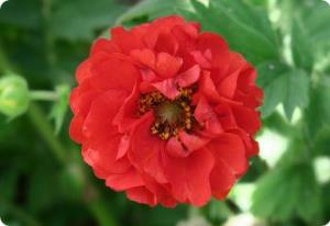 geum blazing sunset