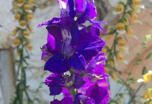 Larkspur 'Fancy Blue Purple'