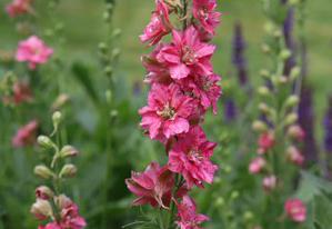 Larkspur 'Fancy Rose Striped'