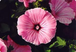 Lavatera trimiestris 'Silver Cup'