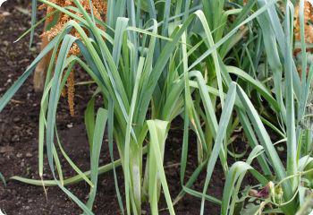 Leek 'American Flag'