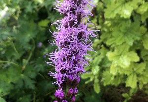 Liatris spicata 'Floristan Violet'