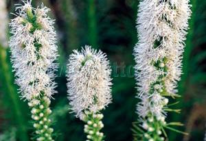 Liatris spicata 'Floristan White'