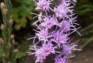 Liatris punctata