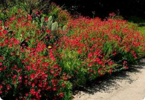 Linum grandiflorum rubrum