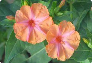 Mirabilis jalapa Salmon Sunset
