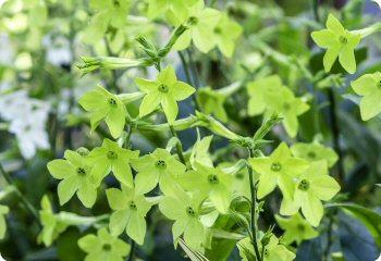 nicotiana alata lime green