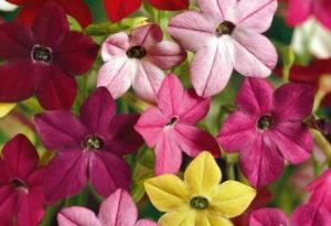 nicotiana sensation mixed