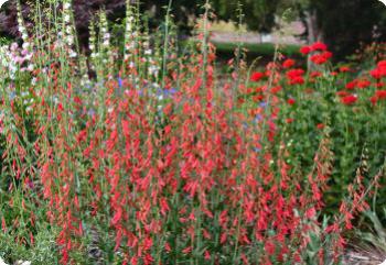 Penstemon barbatus 'Coccineus'