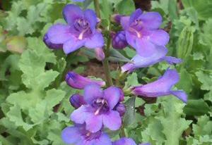 Penstemon cyanocaulis