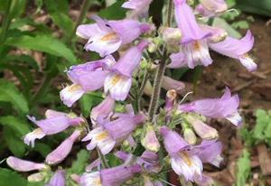 Penstemon canescens