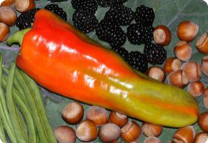Pepper 'Giant Aconcagua'
