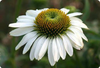 perennials cold zones