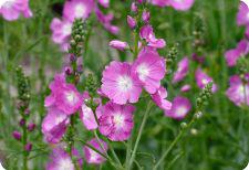 sidalcea seeds