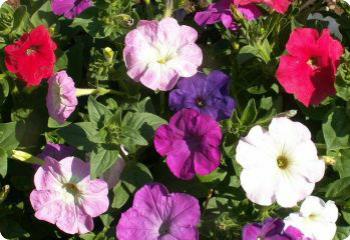 Petunia 'Dwarf Mixed'