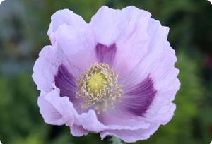 Poppy 'Elka White'
