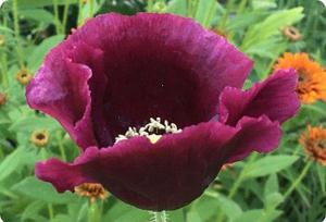 Poppy 'After Midnight'