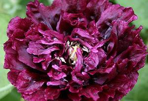 Poppy 'Black Peony'