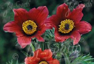 Pulsatilla vulgaris Red Bells