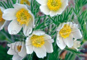 Pulsatilla vulgaris White Bells