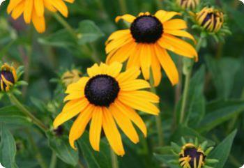 Rudbeckia fulgida 'Goldsturm'