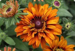 Rudbeckia 'Cherokee Sunset'