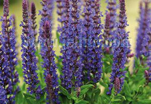 Salvia 'Blue Queen'