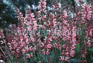 Salvia pratensis 'Rose Rhapsody'