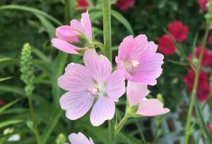 Sidalcea malviflora 'Rosaly'