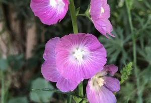 Sidalcea malviflora 'Purpetta'