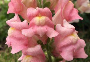 Snapdragon 'Apple Blossom'