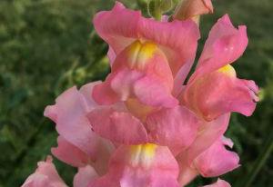 Snapdragon 'The Rose'