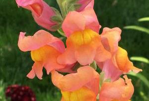 Snapdragon 'Orange Wonder'