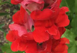 Snapdragon 'Defiance'