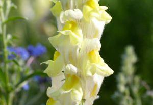 Antirrhinum braun-blanquetii