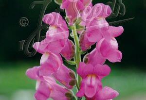 Antirrhinum majus ssp. majus